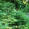 Native Gardening