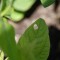 A Pestless Paradise: Keep Slugs Out of the Garden