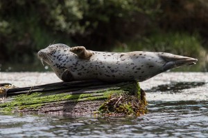 Harbor-Seal-August-24th