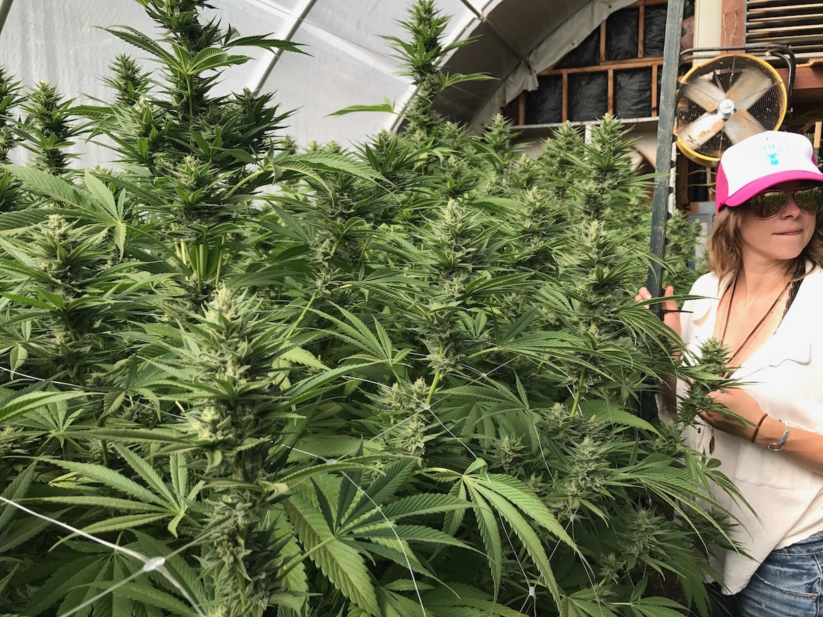 Farms of Trinity Forests - Cannabis News and Culture Magazine