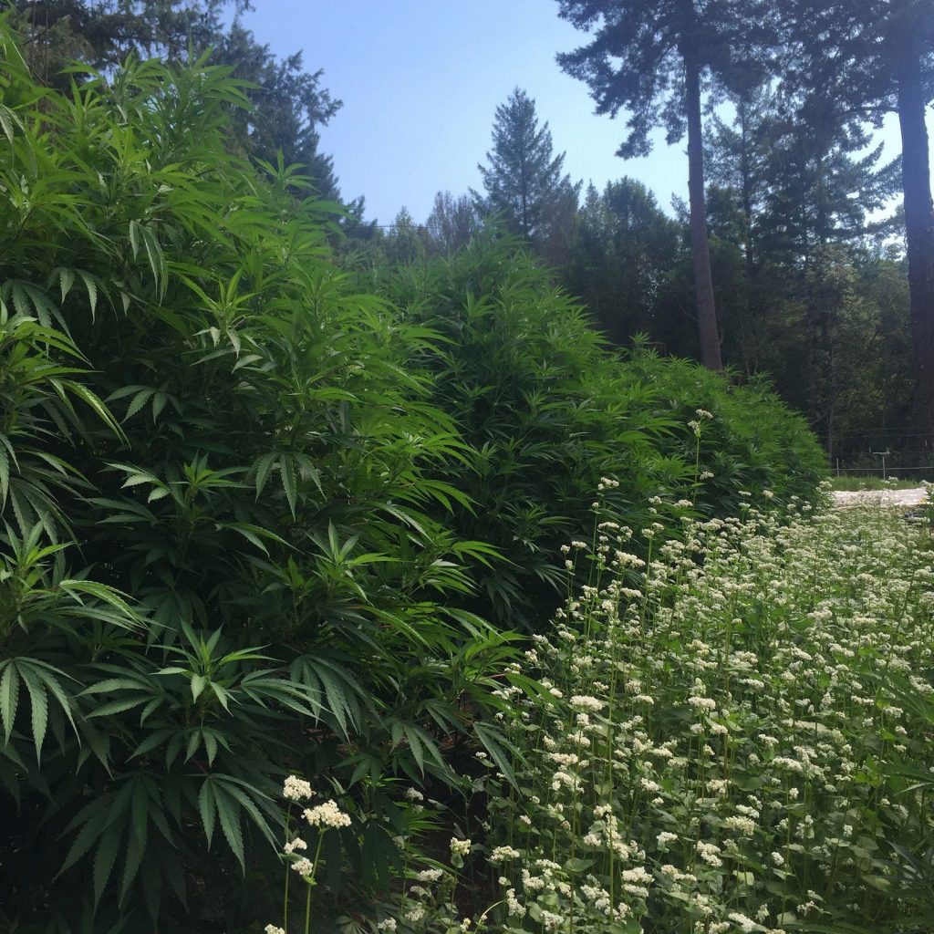 Cannabis cultivar. Photo taken from Briceland Forest Farm website.