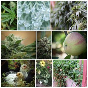 Collage of Herbanology-grown flowers, produce and cannabis. Photo taken from Herbanology’s Facebook page.