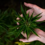 green-leafed plant
