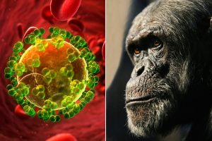 the source of the HIV infection in humans was from a chimpanzee