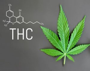 The cannabis leaf with the chemical formula for THC.