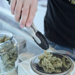 how to pick a cannabis strain