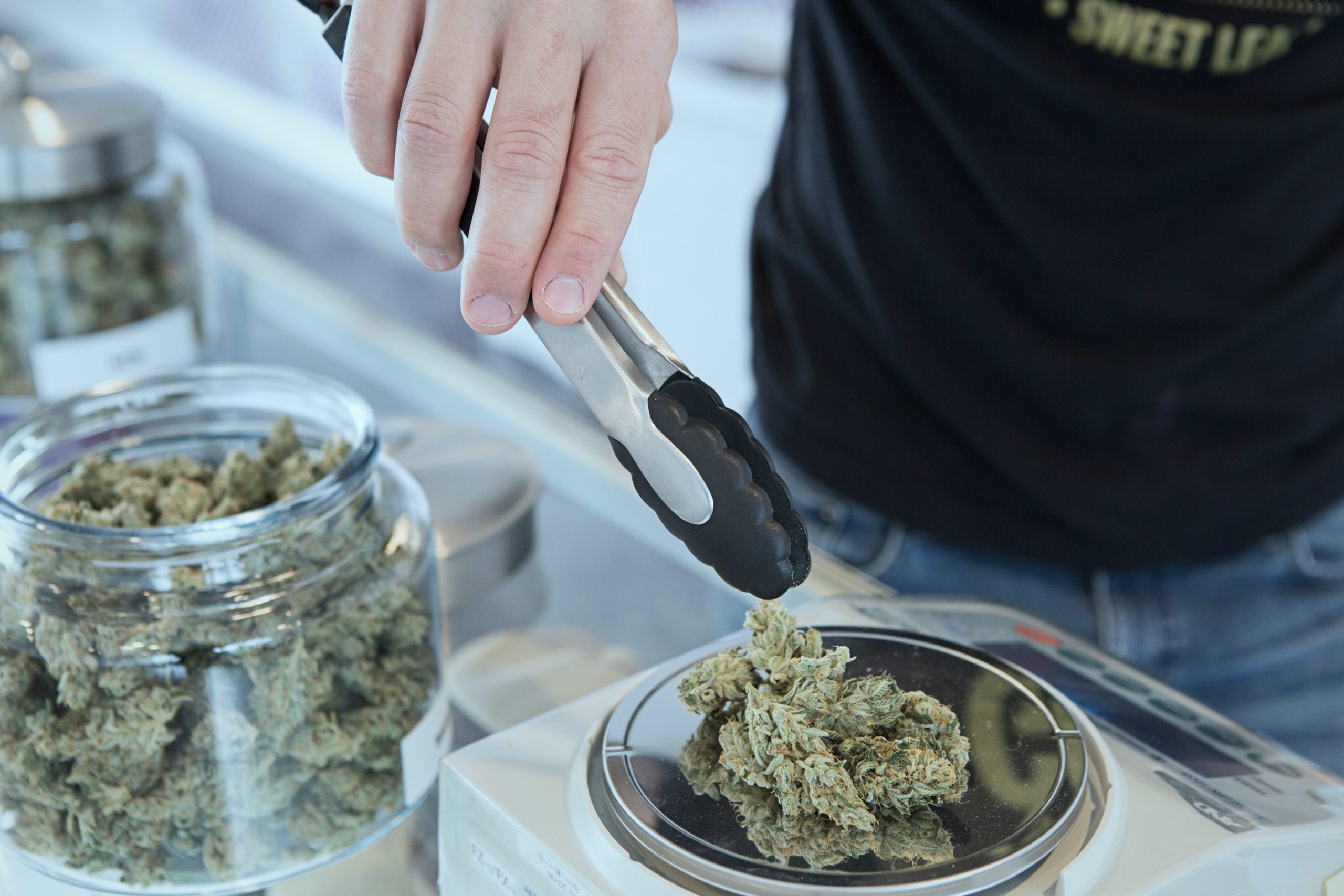 how to pick a cannabis strain