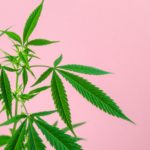 5 CBD brands made by women of color