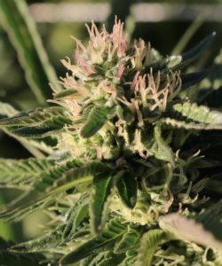 Lost Paradise Organics' sun-grown cannabis