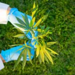 cannabis recall food-save gloves