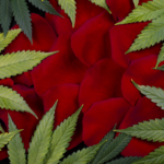 herbs to smoke with cannabis