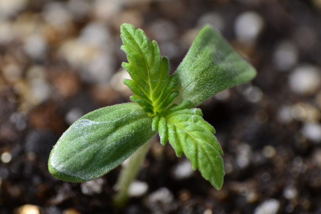 germinating seeds vs cloning