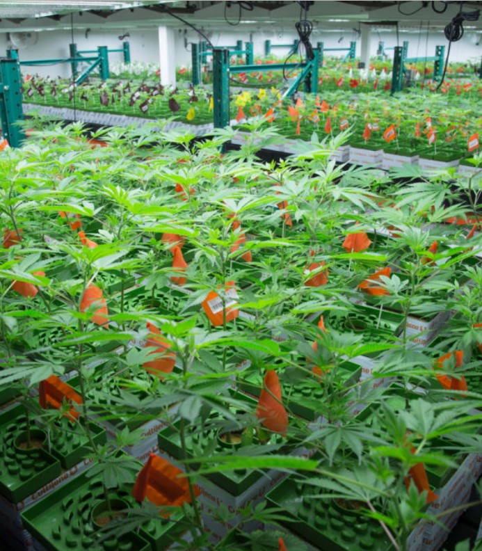 NETA's cannabis greenhouse