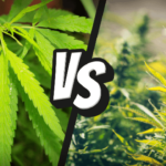 Comparing two cousin cannabis plants