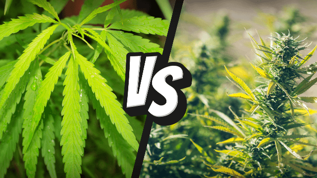 Comparing two cousin cannabis plants
