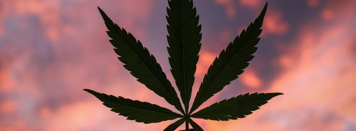 person holding green leaf during daytime