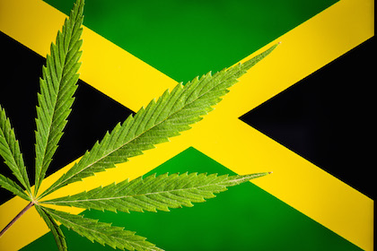 cannabis Jamaica