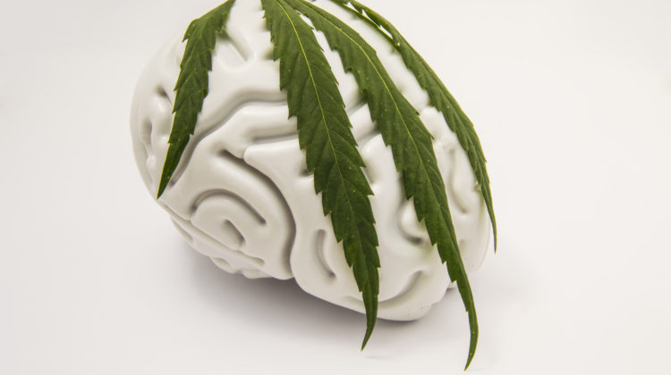 cannabis neuroprotectant