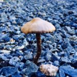 typoes of magic mushrooms