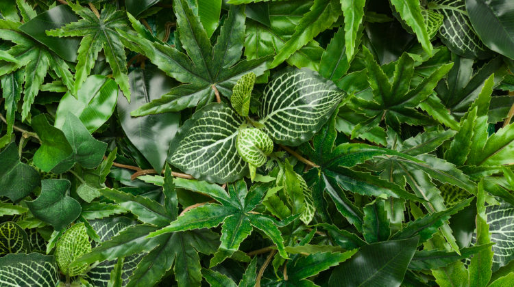 Companion plants for cannabis garden