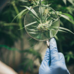 Cannabis-assisted psychotherapy cannabis exploration
