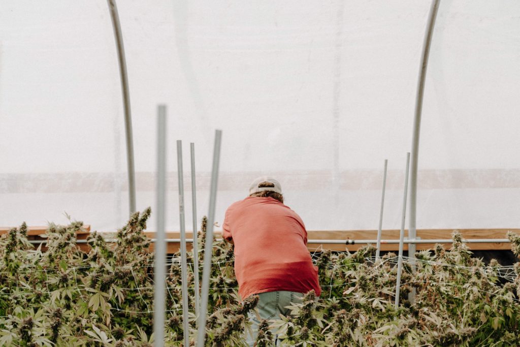 A man working in a greenhouse dispensary