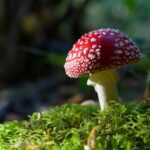 Amanita muscaria