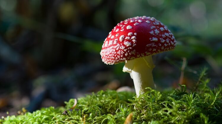 Amanita muscaria