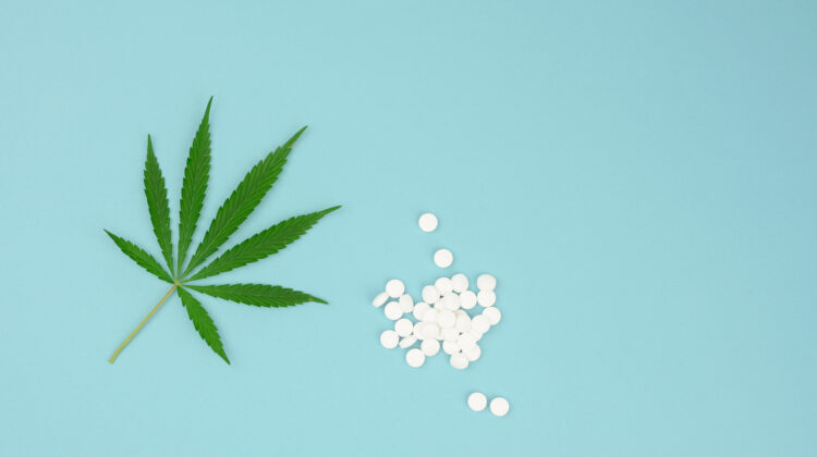 green leaf of hemp and white tablets on a blue background