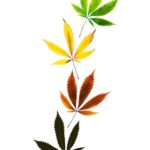 A vertical shot colored marijuana leaves in vertical line isolated on white background