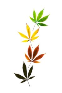 A vertical shot colored marijuana leaves in vertical line isolated on white background