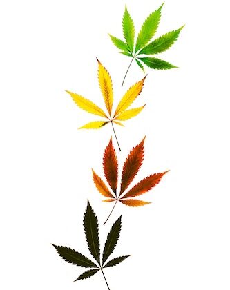 A vertical shot colored marijuana leaves in vertical line isolated on white background