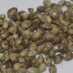 A close-up shot of feminized cannabis seeds ready to be germinated