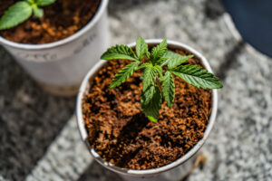 small cannabis plant growing in pot of soil