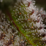 close up of trichomes on cannabis plant