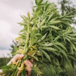 Man Holding Heap Bunch Legal Green Marijuana Cannabis Sprout In His Hands. Cannabis Beautiful Marijuana Cannabis Plant. Close Up.