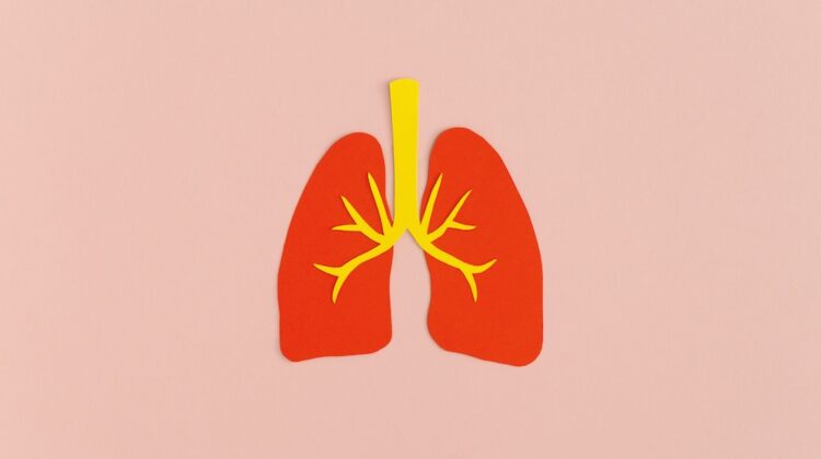 Paper lungs on pink background