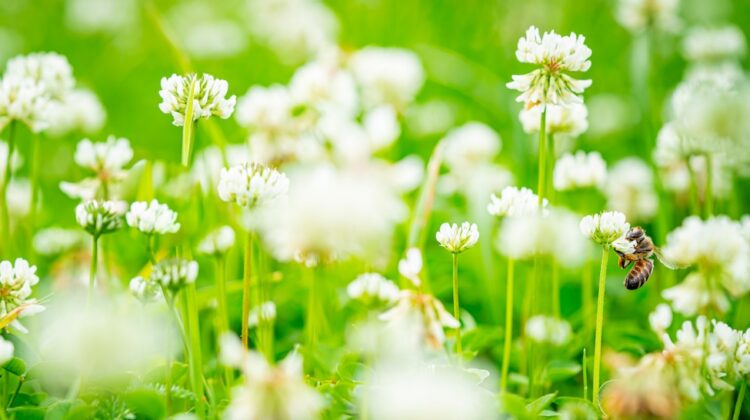 Flowering clover in meadow
